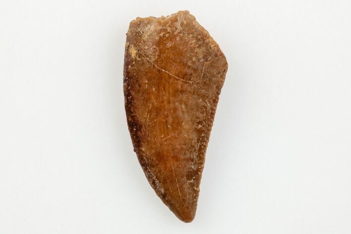 Serrated, Raptor Tooth - Real Dinosaur Tooth #203493